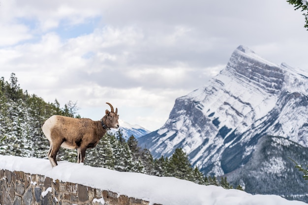 Une brebis mouflon d'Amérique avec collier de repérage radio Parc national Banff Rocheuses canadiennes canada