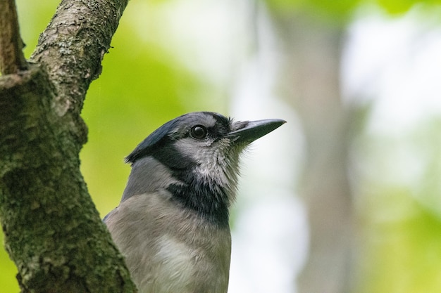 Bref du beau gris avec des motifs noirs oiseau pic velu