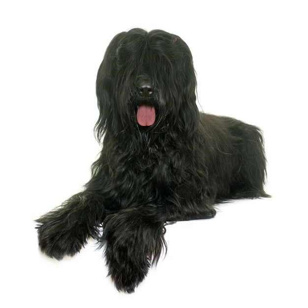 Briard chien