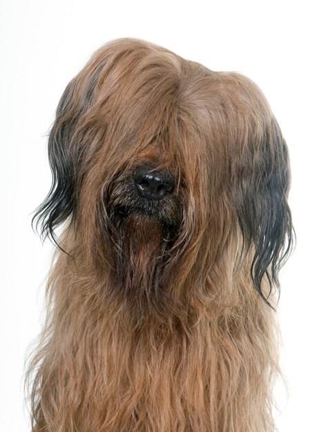 Briard chien