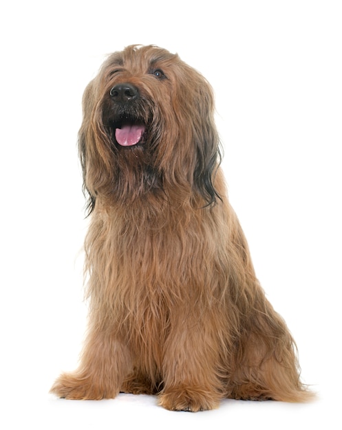 Briard chien