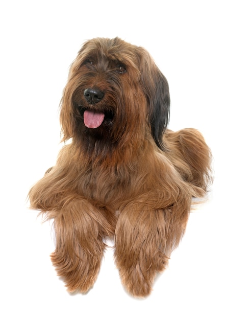 Briard chien