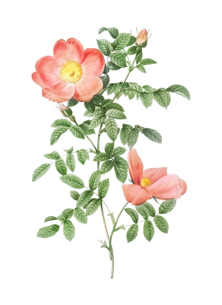 Brier rouge sucré vintage transparent png