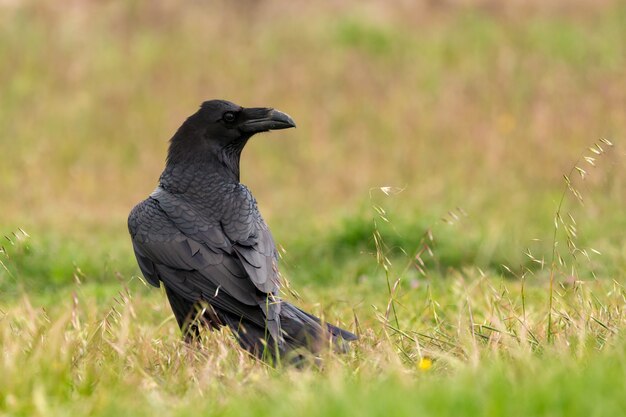 Brigh noir plumage d&#39;un corbeau