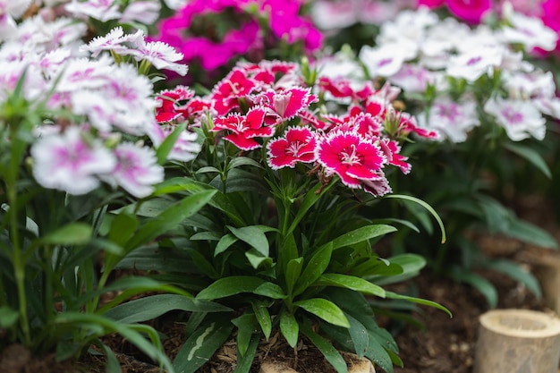 Bright Sweet William fleurs Dianthus barbatus floraison dans un jardin Dianthus fleurs Dianthus spp