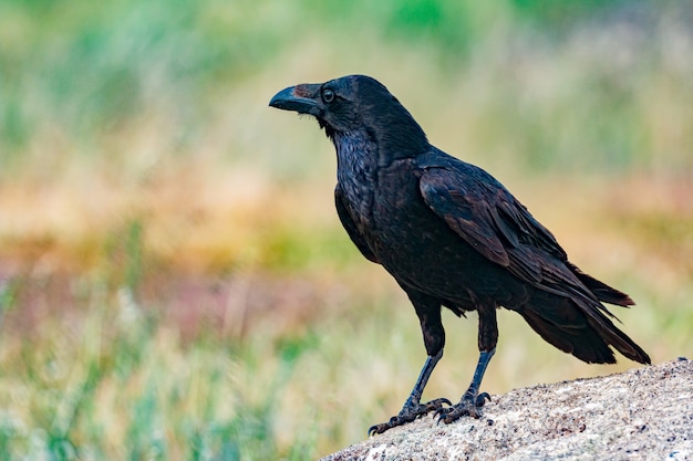 Photo brillante plumage noir d'un corbeau