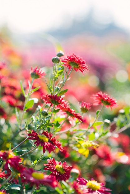 Brillantes belles fleurs de chrysanthèmes rouges qui poussent dans le jardin par une journée ensoleillée