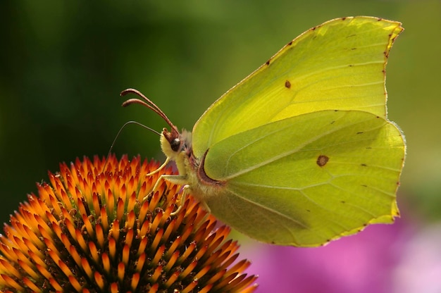 Brimstone Gonepteryx rhamni sur l'échinacée pourpre Echinacea purpurea