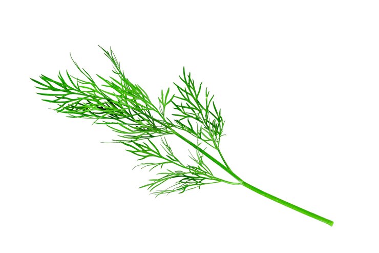 Photo brin d'aneth vert isoler sur fond blanc