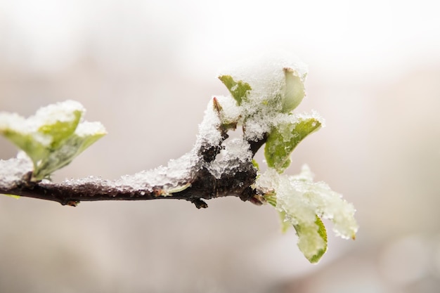 Brin d'arbre avec de jeunes feuilles vertes couvertes de neige