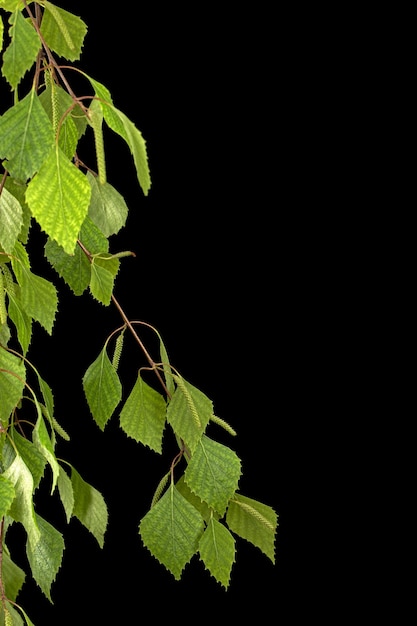 Brin de bouleau avec jeune feuillage sur fond noir