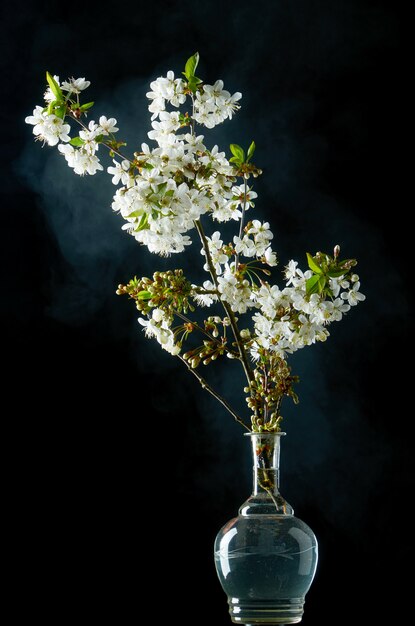 Brin de fleurs de cerisier blanches en fleurs sur fond noir