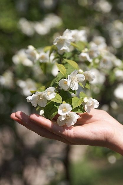 Brin de fleurs de jasmin dans la main féminine. Fermer.