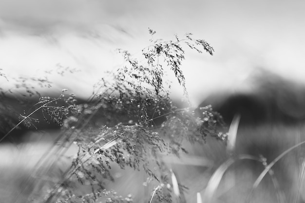 Brin d'herbe noir et blanc sur fond de champ hd