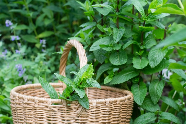 Brin de menthe dans le panier