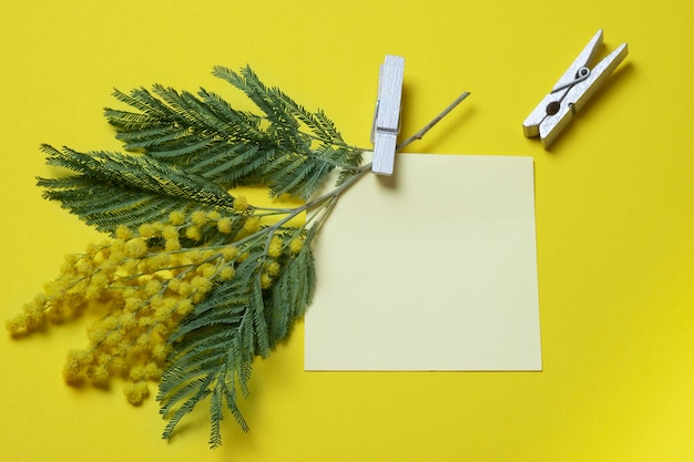 Un brin de mimosa sur fond jaune est attaché à une feuille de papier vide avec une pince à linge.