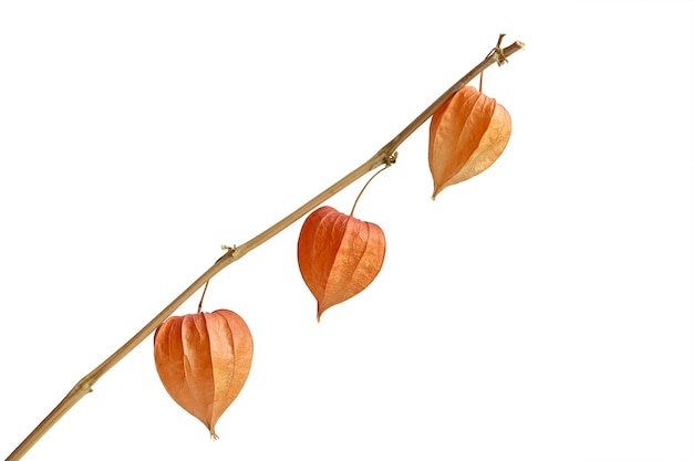 Brin de physalis orange vif isolé sur fond blanc Élément de conception Clipart fleur d'automne