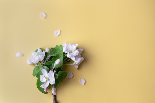 Photo brin de pommier avec des fleurs sur fond jaune clair