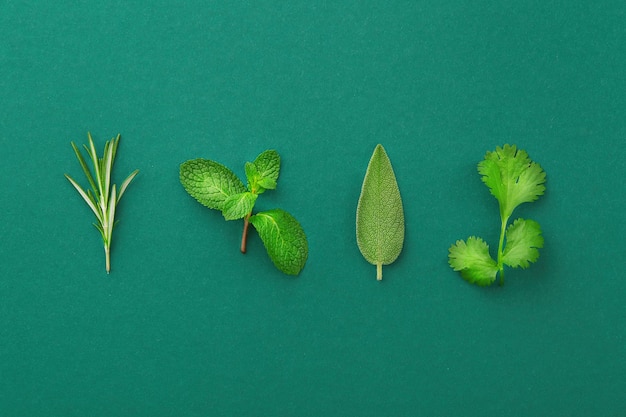 Photo brin de romarin, congé de menthe, sauge, coriandre isolé sur coloré