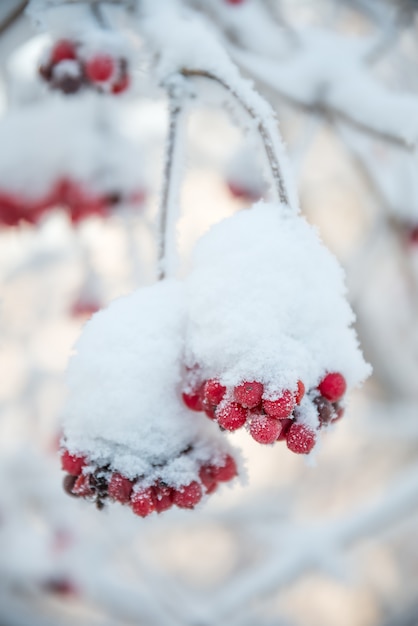 Un brin de rowan recouvert de givre