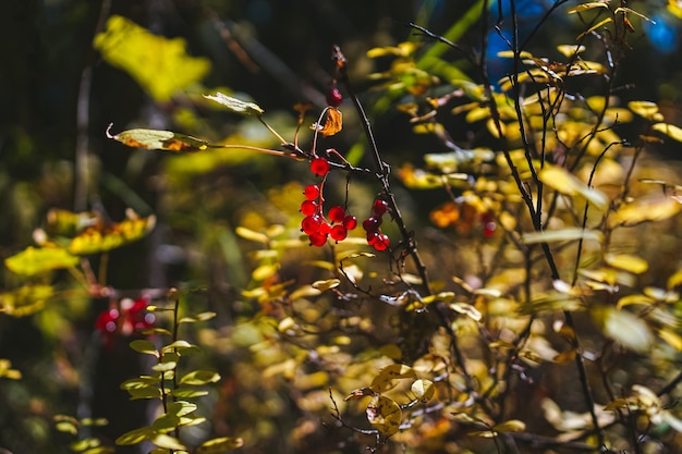 Un brin sec de baies de groseille rouge sauvage dans la forêt sibérienne d'automne