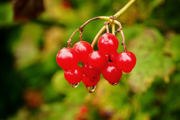 brin de viorne rouge mûre sur un buisson de viorne avec des gouttes d'eau après la pluie