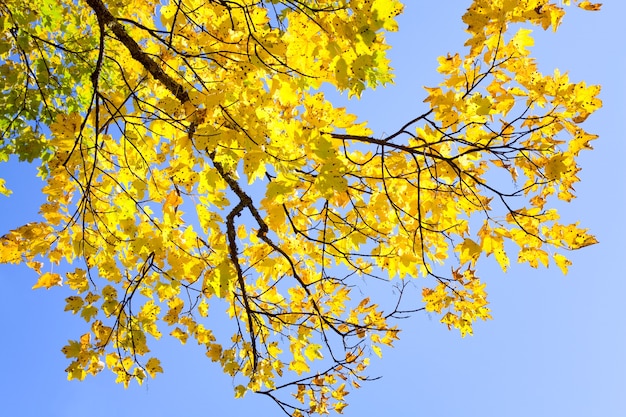 Brindille d'arbre automne jaune sur ciel