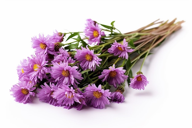 Brindille d'Asters gracieux de Purple Aster Amellus fleurs isolé sur blanc