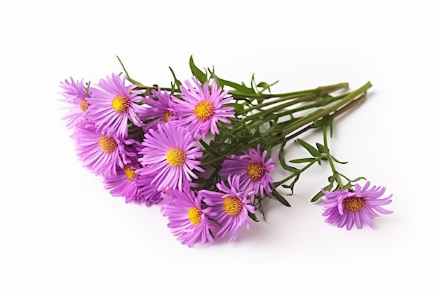 Brindille d'Asters gracieux de Purple Aster Amellus fleurs isolé sur blanc