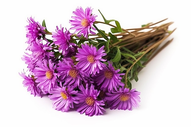 Brindille d'Asters gracieux de Purple Aster Amellus fleurs isolé sur blanc