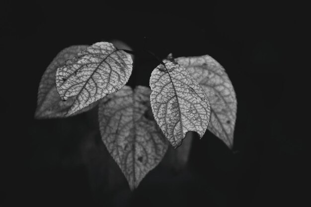 Photo une brindille d'automne d'un arbre avec les dernières feuilles vertes