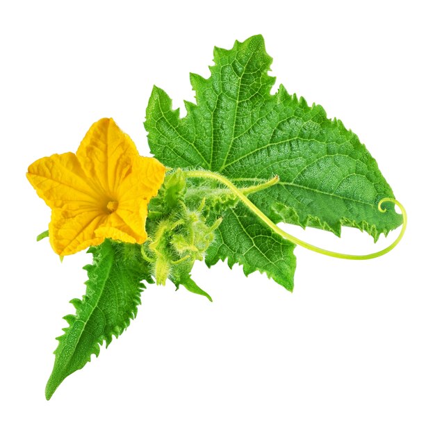 Brindille de concombre avec feuille verte et fleur jaune isolé