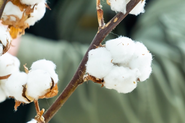 Une brindille de coton avec des graines tendres et douces