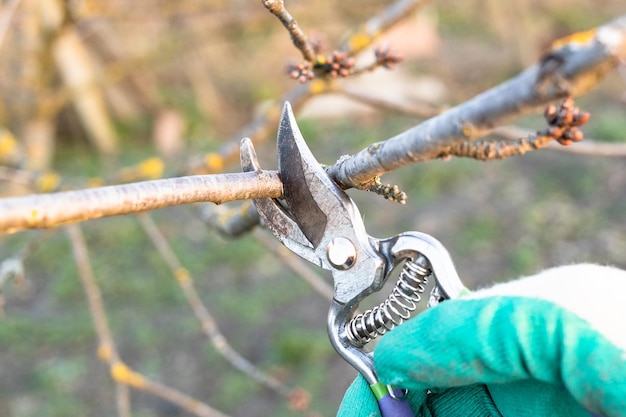 Brindille d'élagage d'arbre fruitier avec sécateur en gros plan