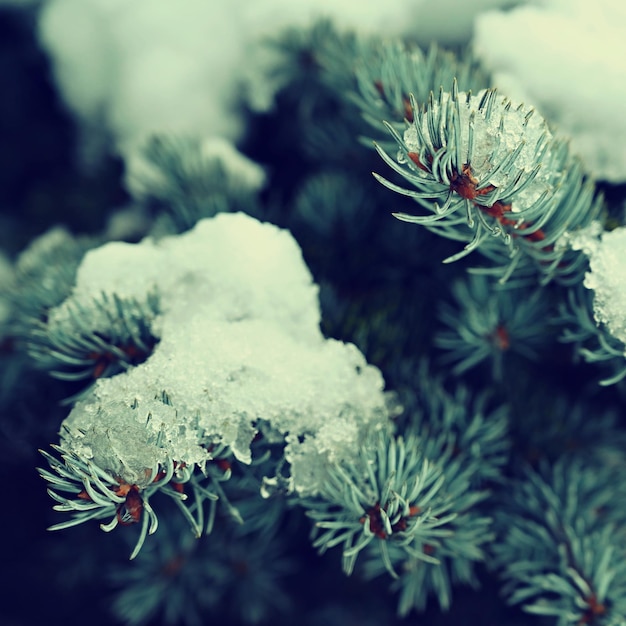 Brindille enneigée de fond coloré de nature d'hiver sur un arbre