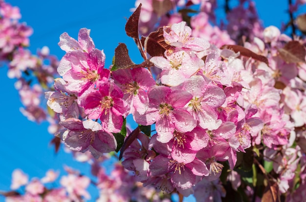 Brindille de fleur de fleur de sakura de printemps