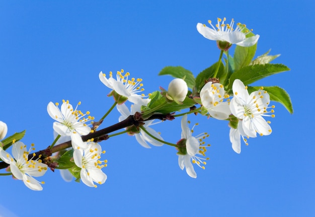Brindille en fleurs de cerisier sur la surface du ciel bleu