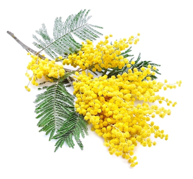 Brindille de fleurs de mimosa isolé sur blanc