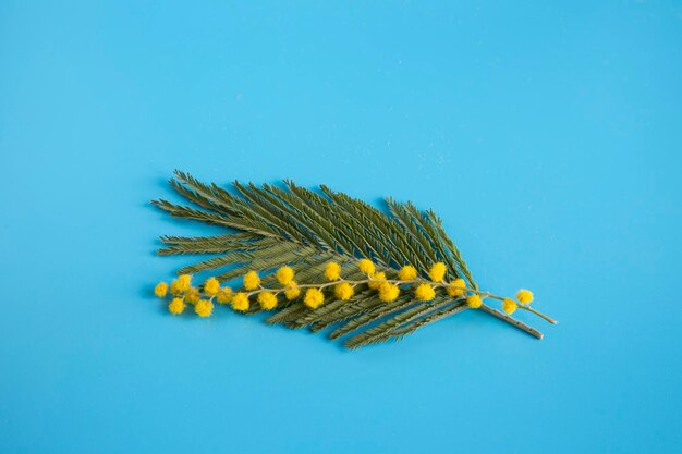 Une brindille avec des fleurs rondes jaunes et une feuille verte de mimosa ou d'acacia argenté sur fond bleu