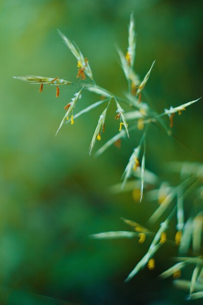 brindille d&#39;herbe sur fond flou vert