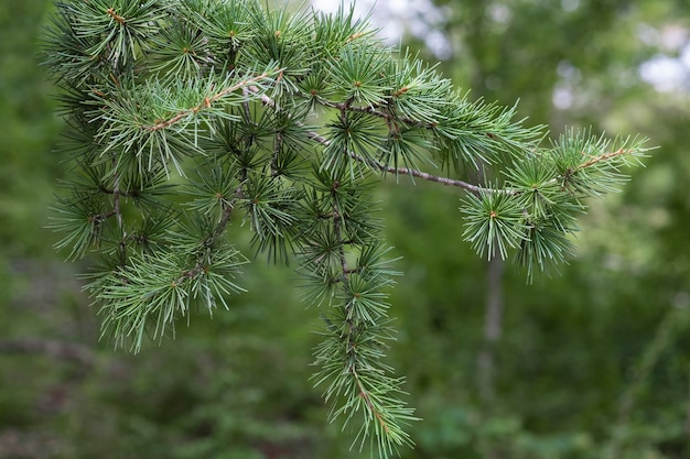 Photo une brindille de pin en gros plan dans la verdure de la forêt.