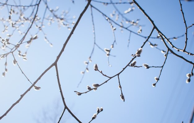 Brindille de saule en fleurs sur fond d'arbre et de ciel bleu.