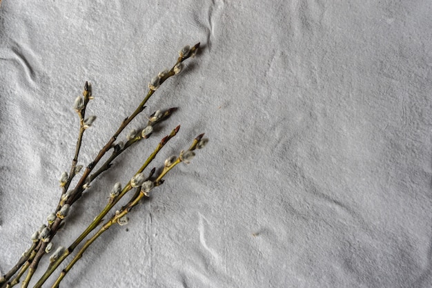 Brindille de saule sur mur de papier, espace copie.