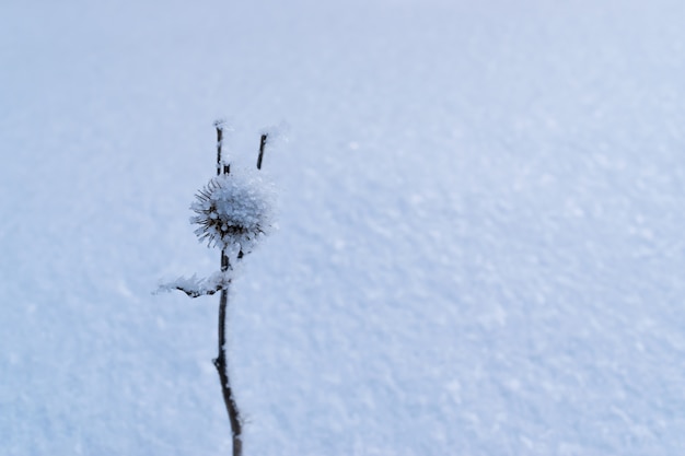 Brindille sèche recouverte de givre dans la neige