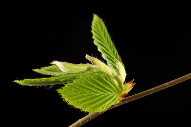 Brindille verte avec des feuilles au printemps isoler fond noir