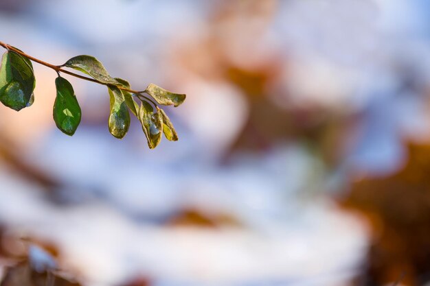 une brindille verte par une journée d'hiver ensoleillée