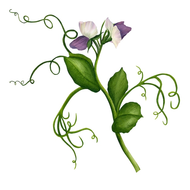 Une brindille verte de pois à fleurs avec de délicates fleurs violettes et des boucles Illustration à l'aquarelle