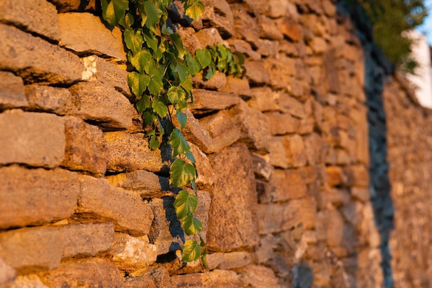 Brindille verte surplombant le mur de pierre au coucher du soleil en été