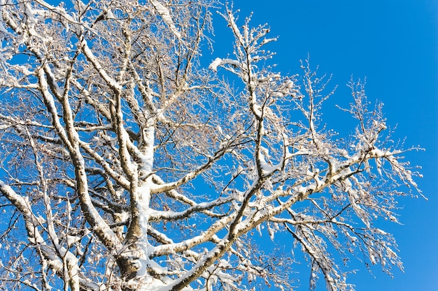 Brindilles d'arbre couvertes de neige d'hiver sur fond de ciel bleu