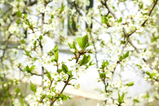 Brindilles d'arbres en fleurs avec des fleurs blanches au printemps se bouchent